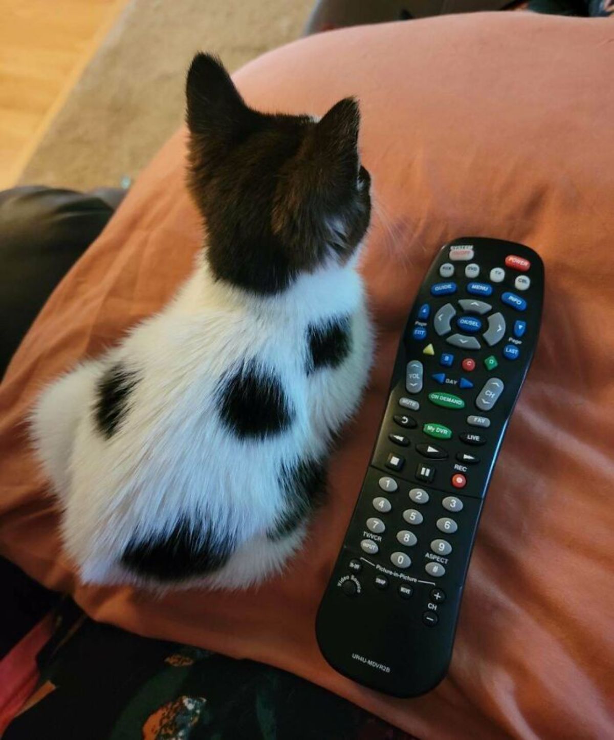 black and white kitten sitting like a loaf next to tv remote