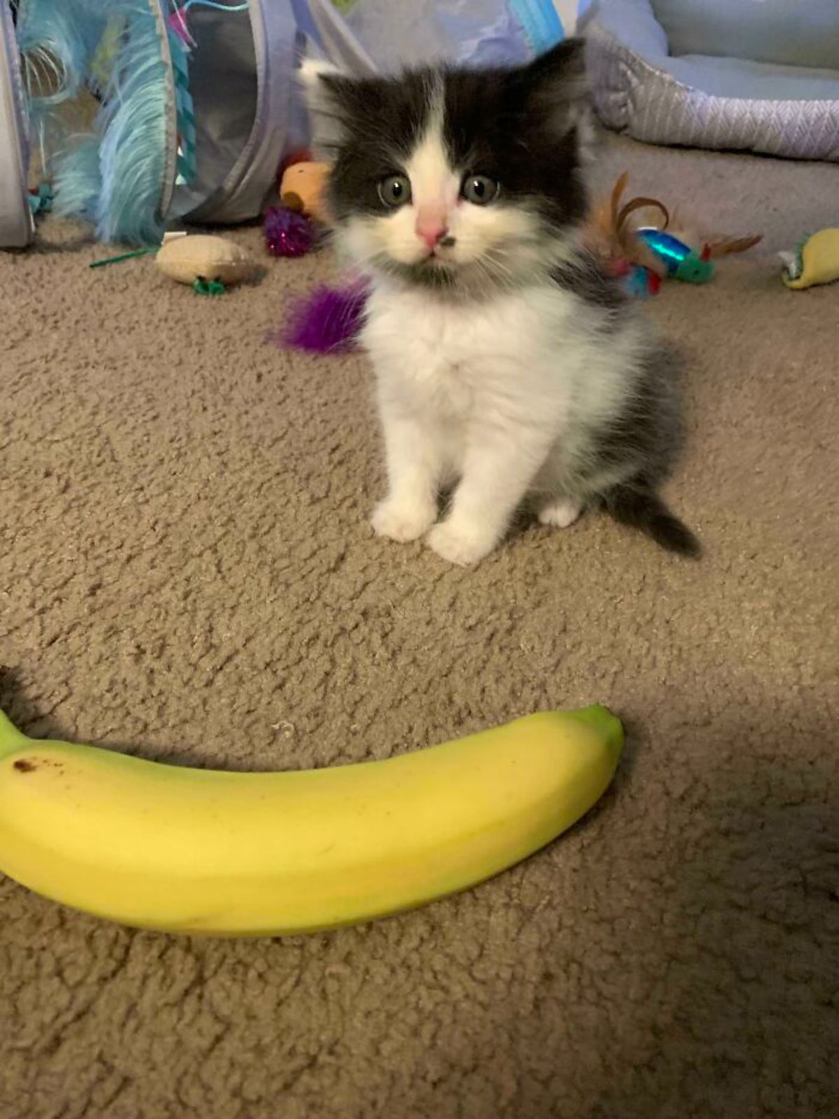 black and white kitten sitting on brown carpet with a banana in front of it