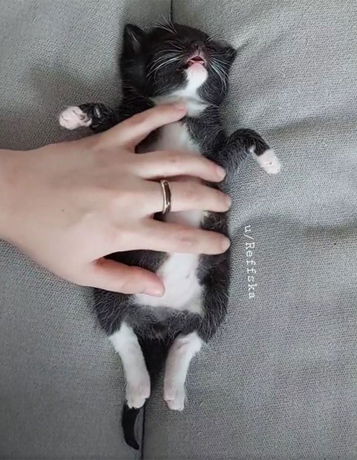 black and white kitten sleeping belly up on a grey surface with someone giving it belly rubs