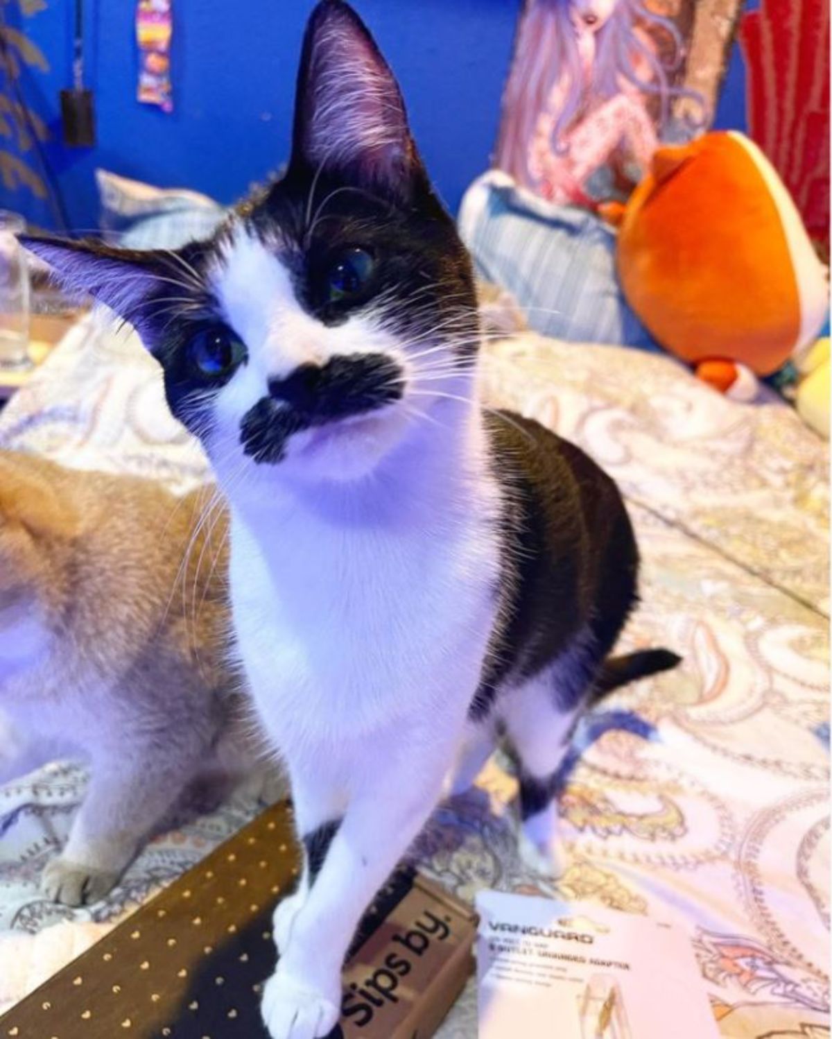 black and white kitten with a black moustache standing on a bed next to a brown kitten