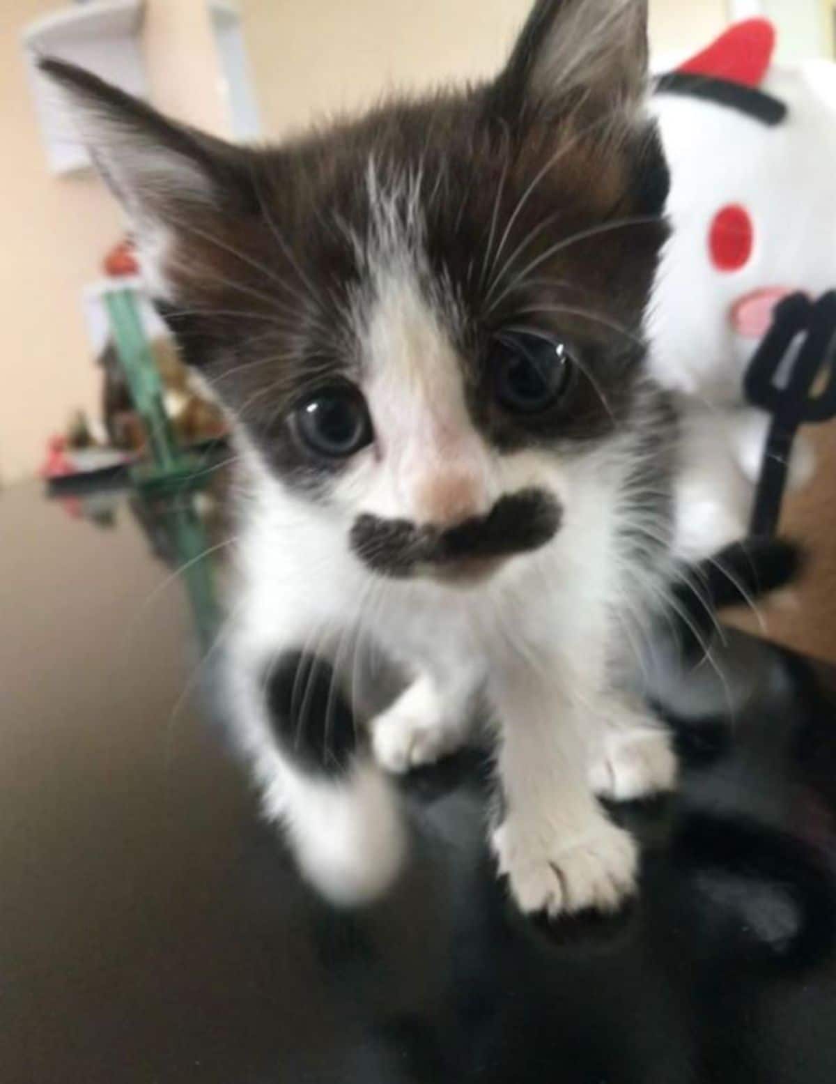 black and white kitten with a black moustache standing on a black table