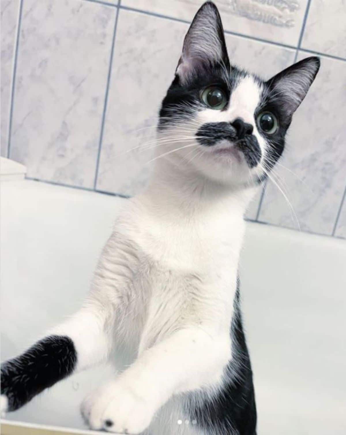 black and white kitten with a black moustache standing on the hind legs in a white bathtub