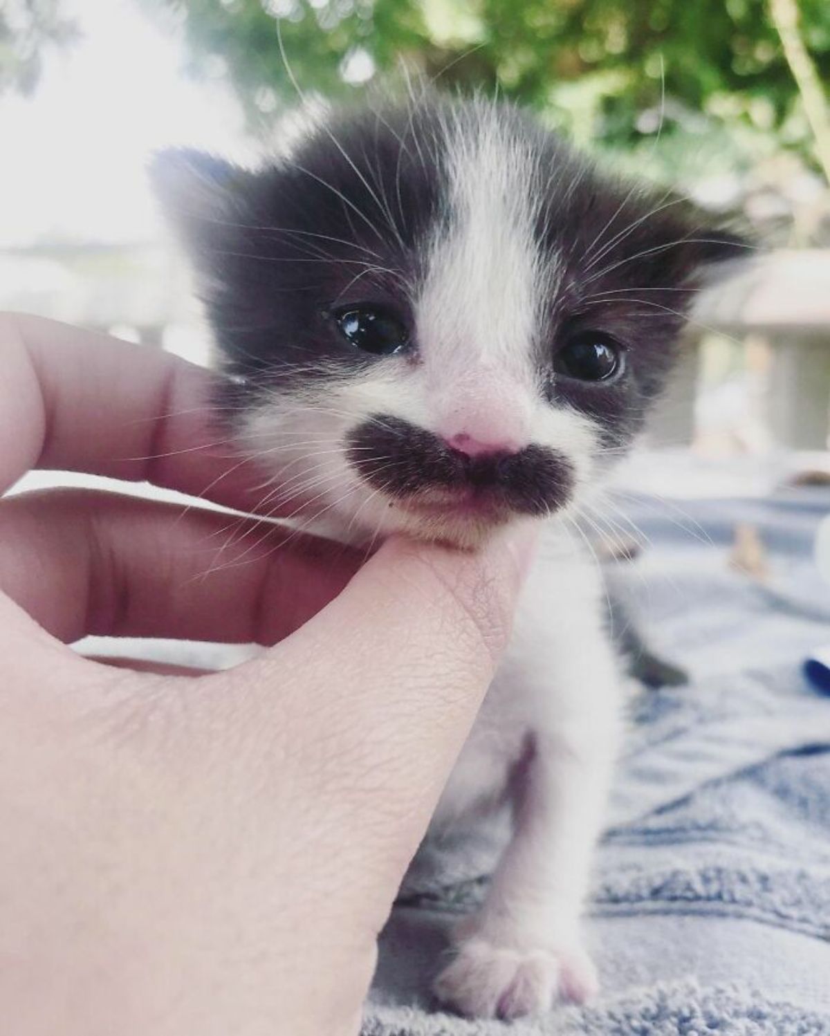 black and white kitten with a black moutache getting neck scratches from someone
