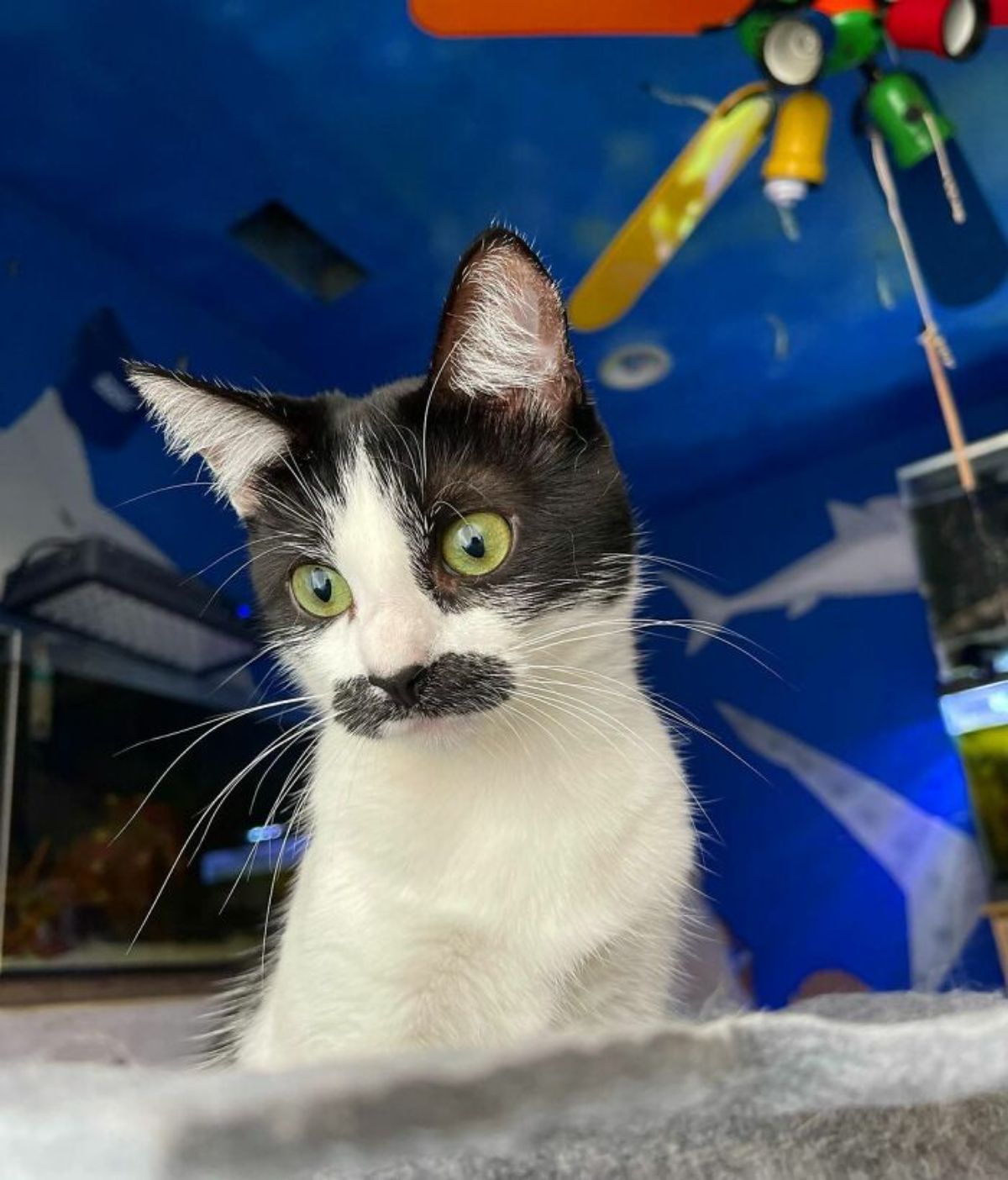 black and white kitten with a black moutache sitting and intensely staring at something
