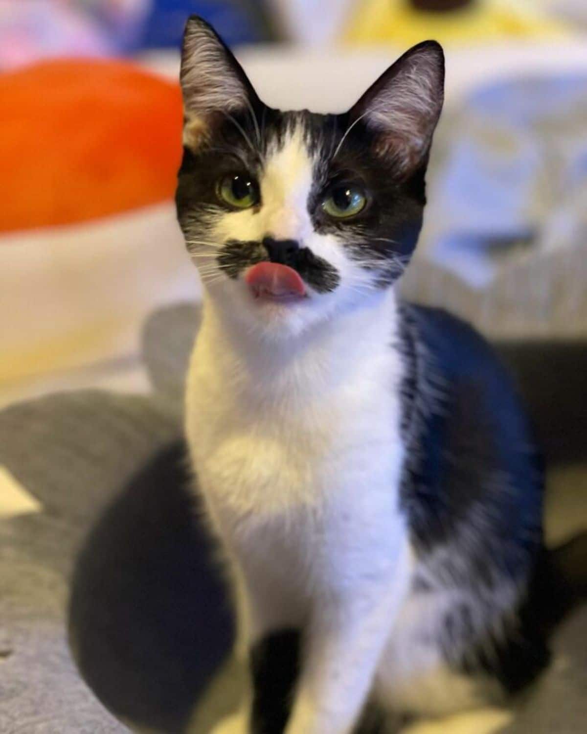 black and white kitten with a black moutache with the tongue sticking out