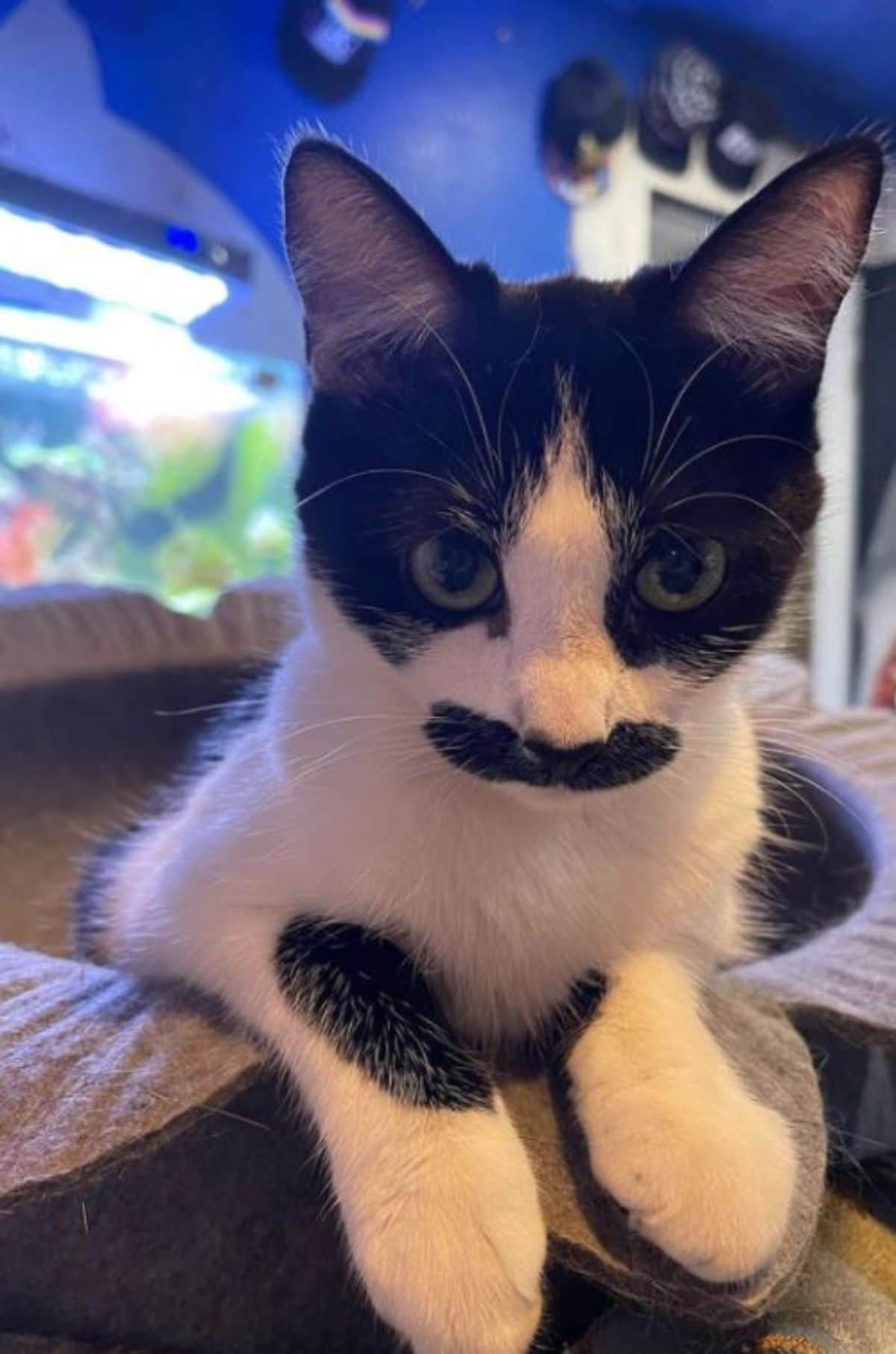 black and white kitten with a moustache sitting in a grey cat bed