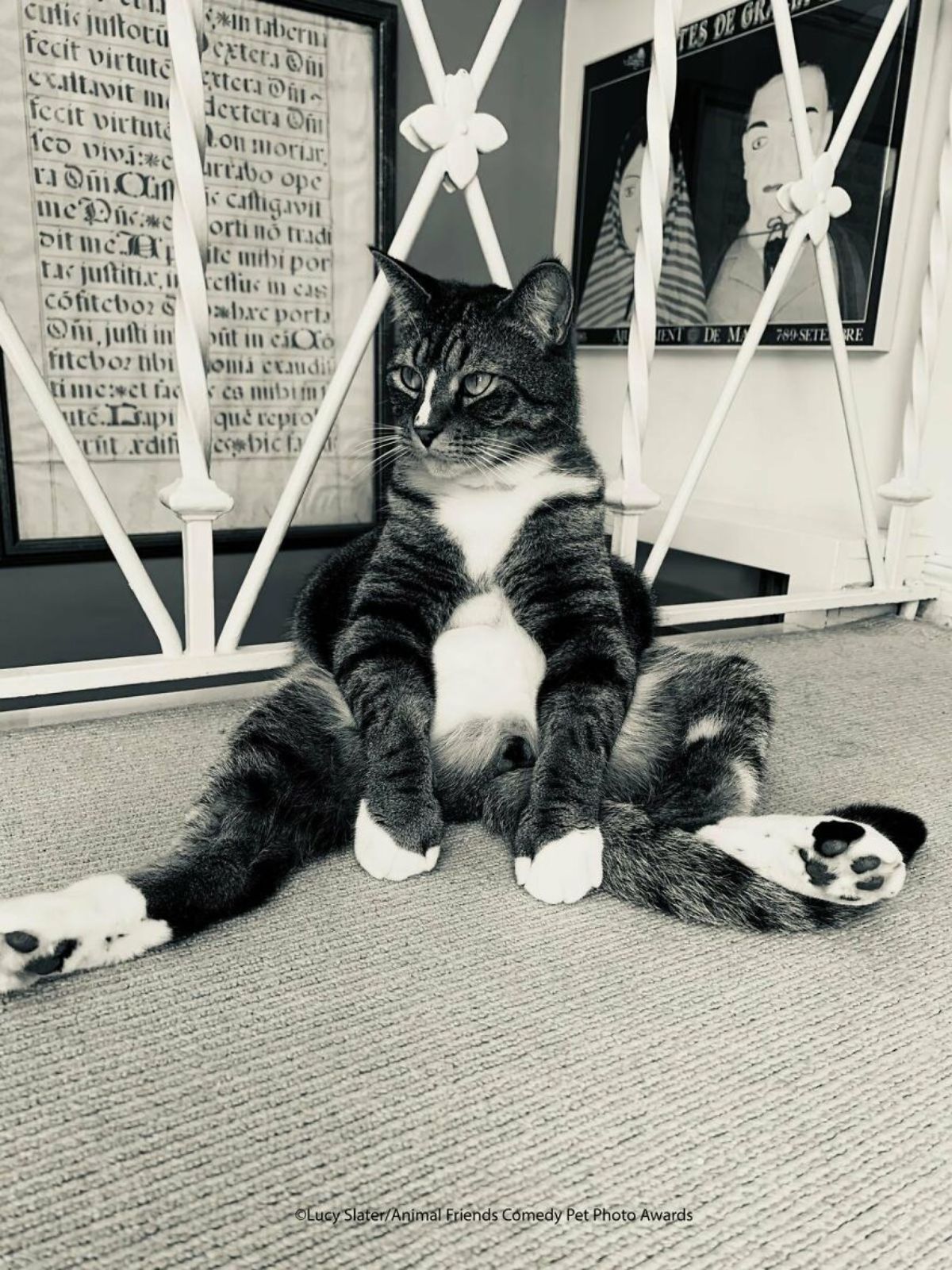 black and white tabby cat sitting on grey carpet with the front legs placed between the back legs splayed on the ground