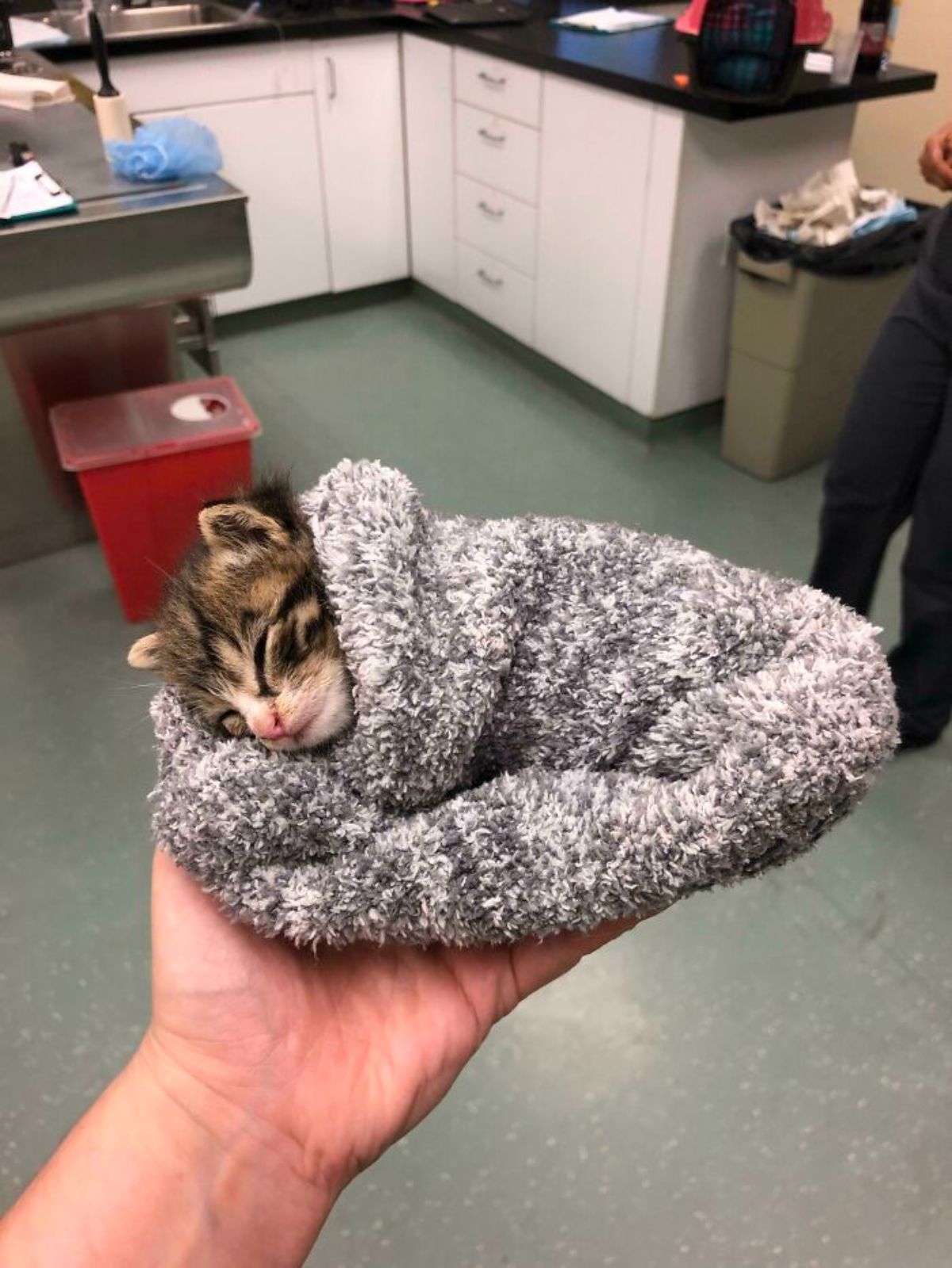 black and white tabby kitten sleeping inside a grey and white fuzzy sock held on someone's palm