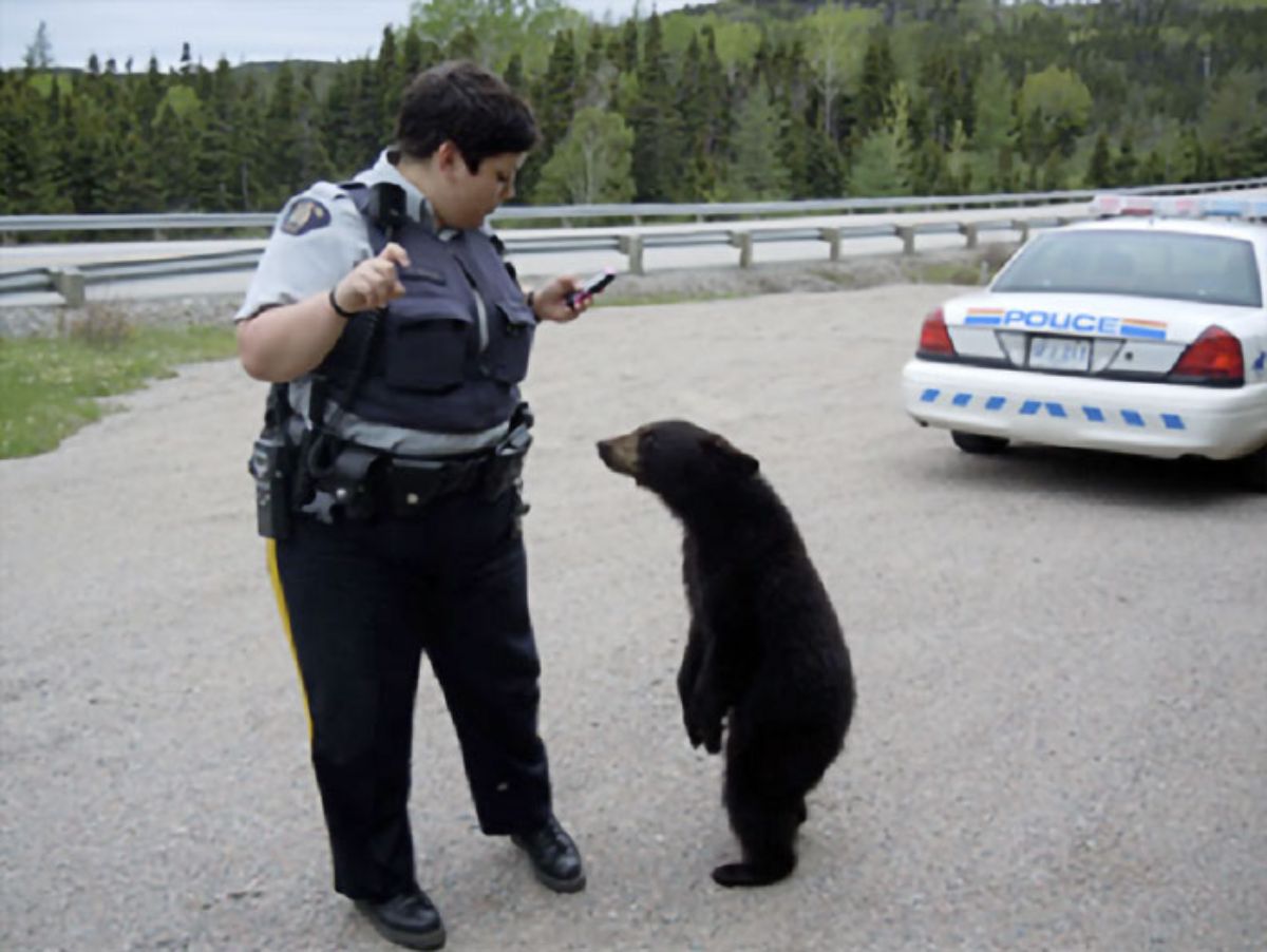 black bear cub standing on hind legs on a road next to a female police officer