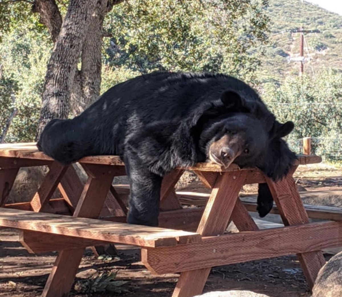 black bear lying down plopped on a brown table outside