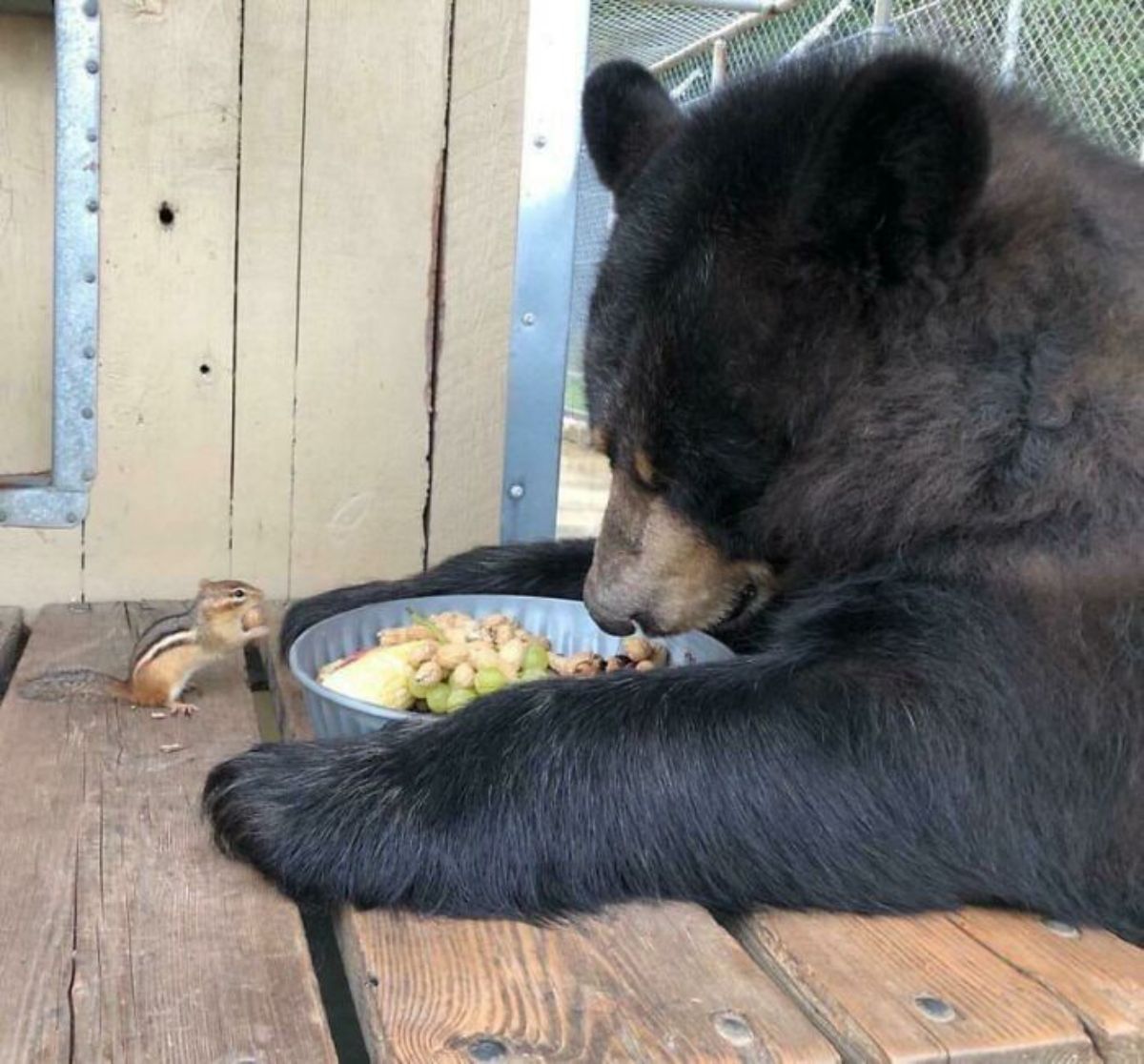 black bear sitting at a table in front of a bowl of food with a chipmunk standing on the table eating food in front of the bear