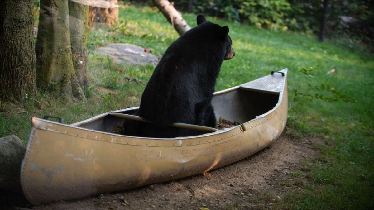 black bear sitting in a kayak