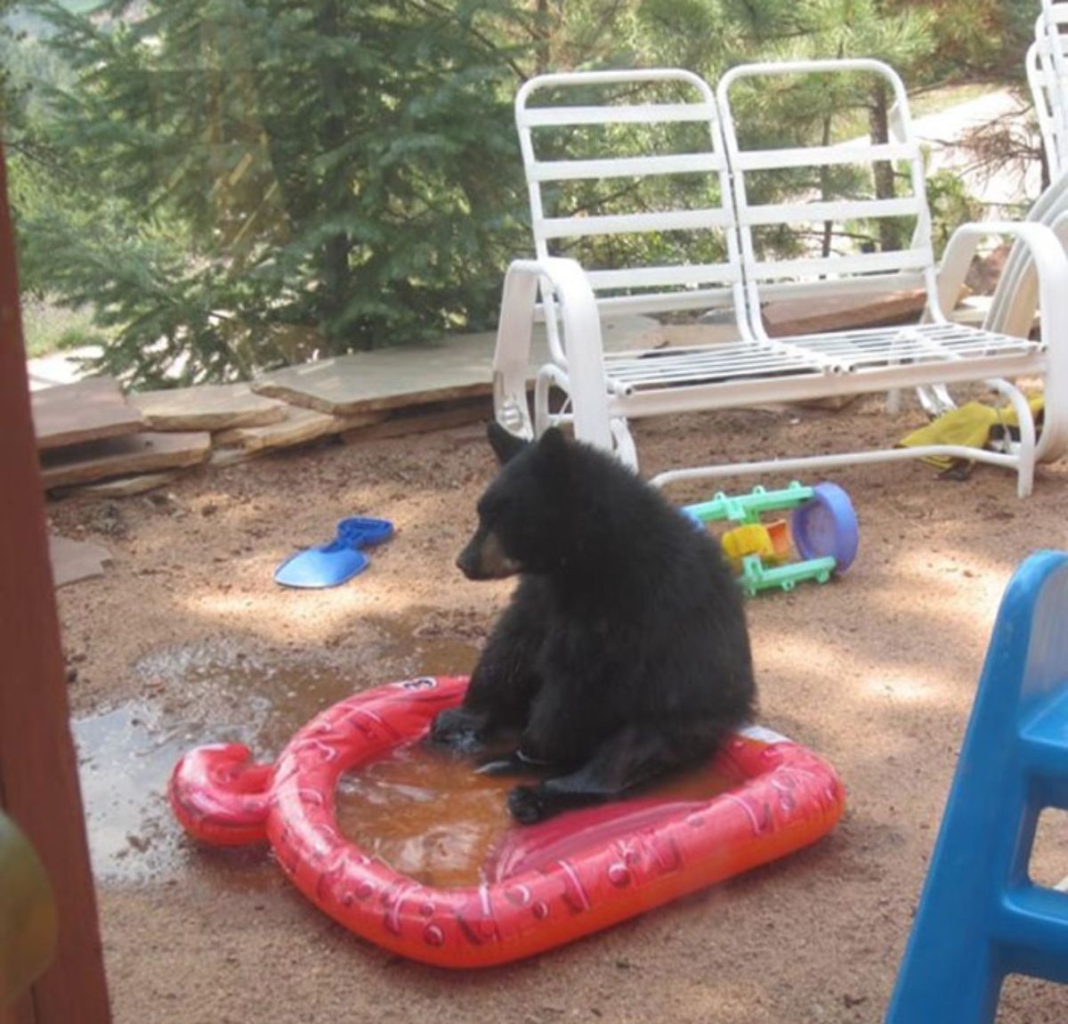 black bear sitting in a red kiddie pool