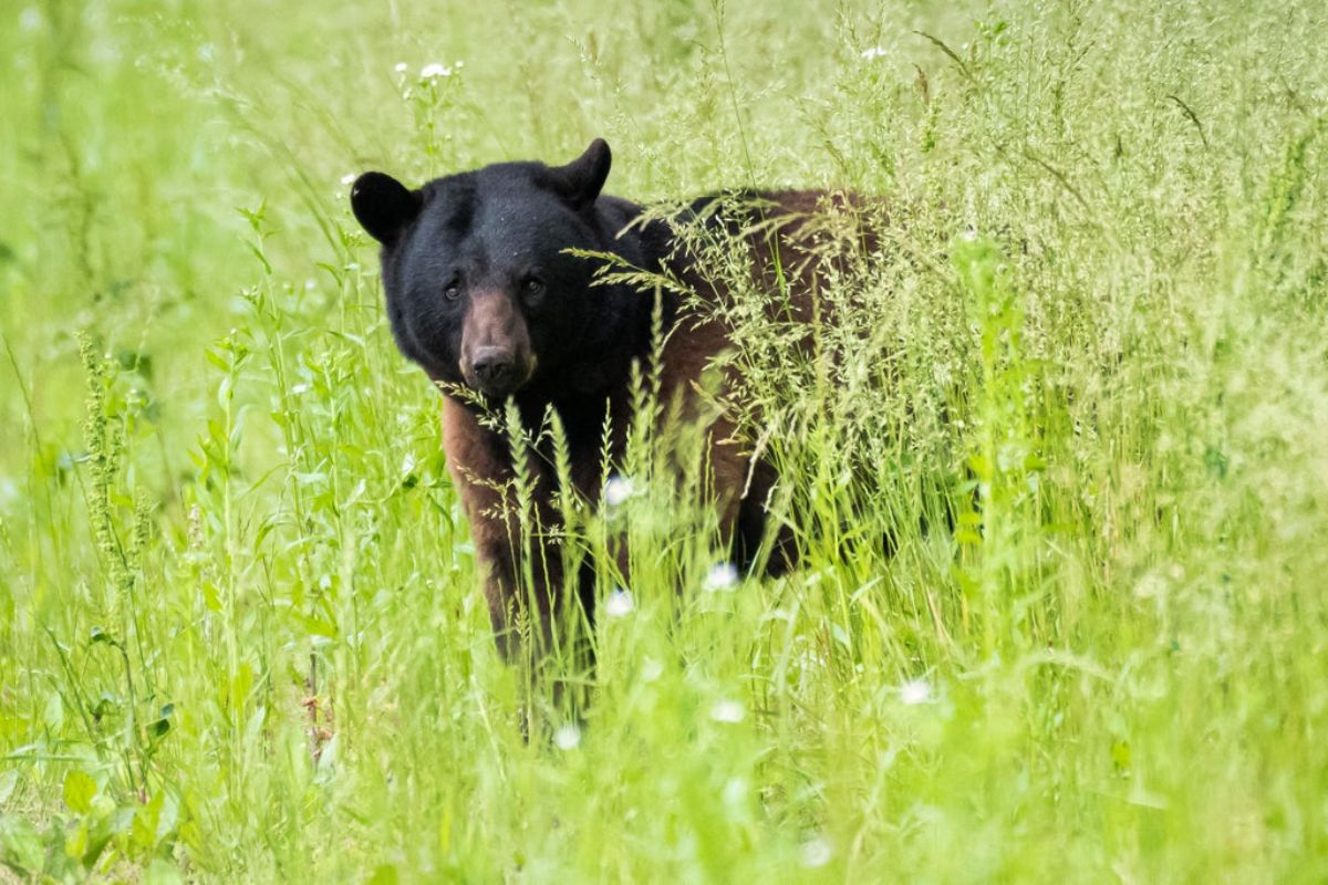 black bear standing in tall grass