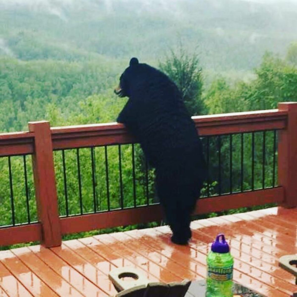 black bear standing on hind legs and leaning against a brown railing looking over the trees