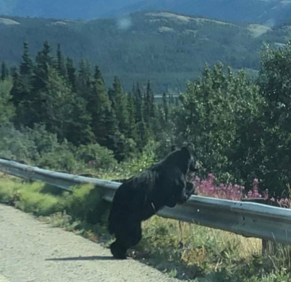 black bear standing on hind legs and leaning on a metal railing and looking at the trees below