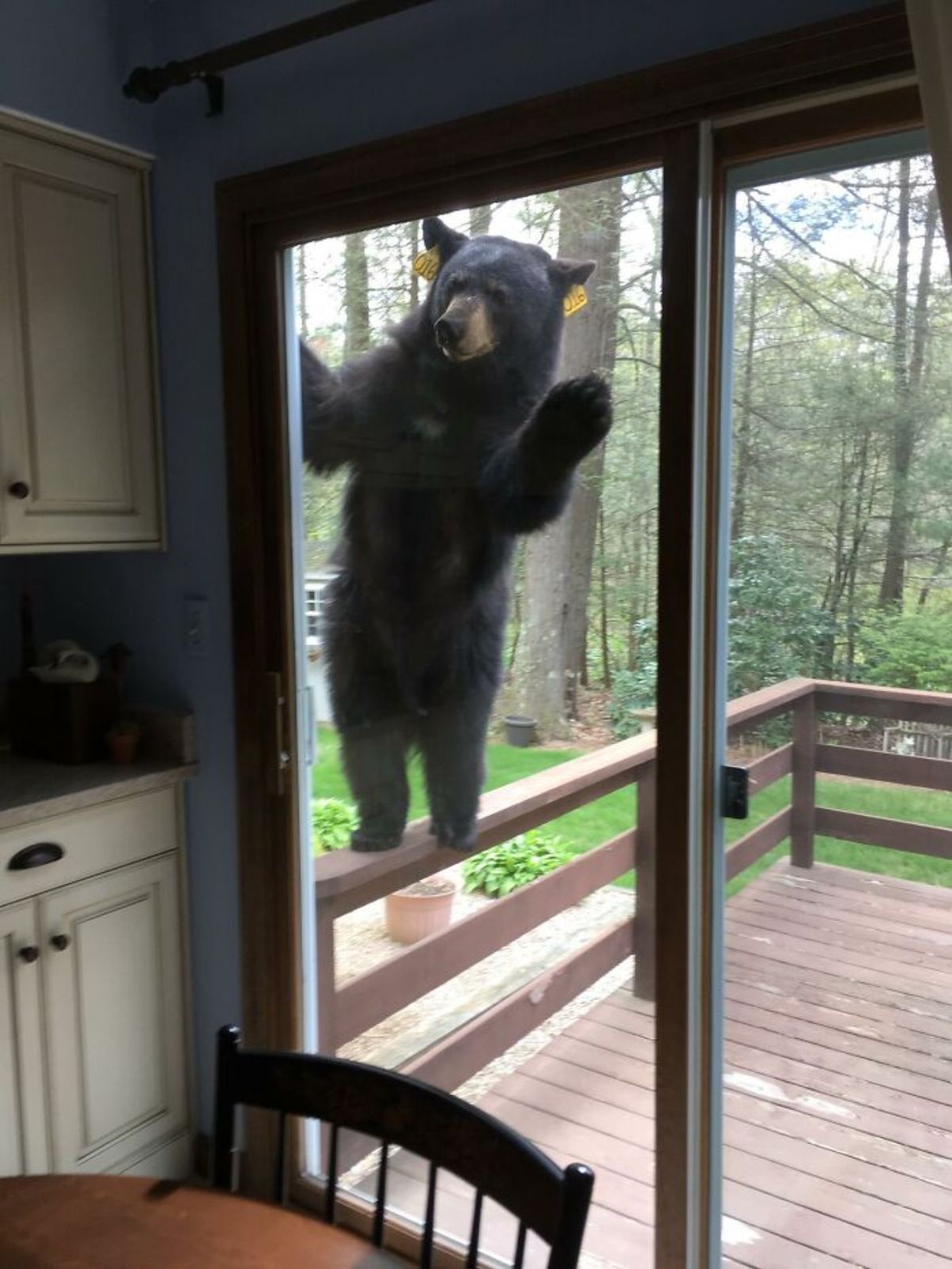 black bear standing on hind legs on a railing and peeking into a house through a glass door