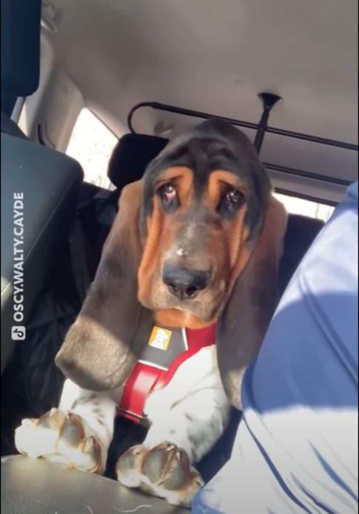 black brown and white basset hound sitting between two front car seats