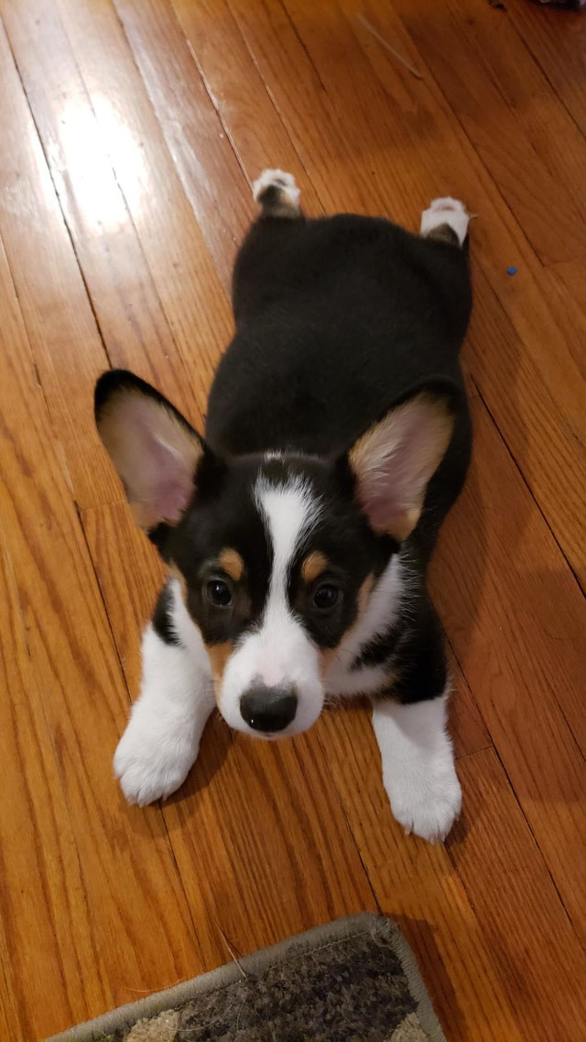 black brown and white corgi doing a sploot on a wooden floor