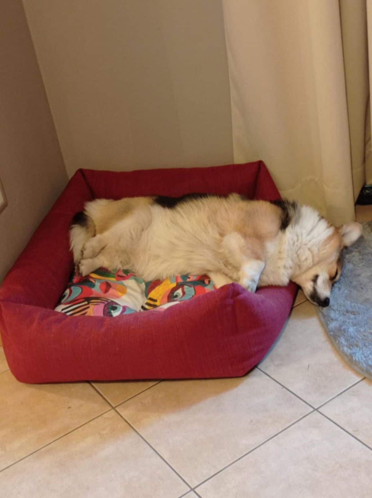 black brown and white corgi sleeping on a red dog bed with the head on the floor
