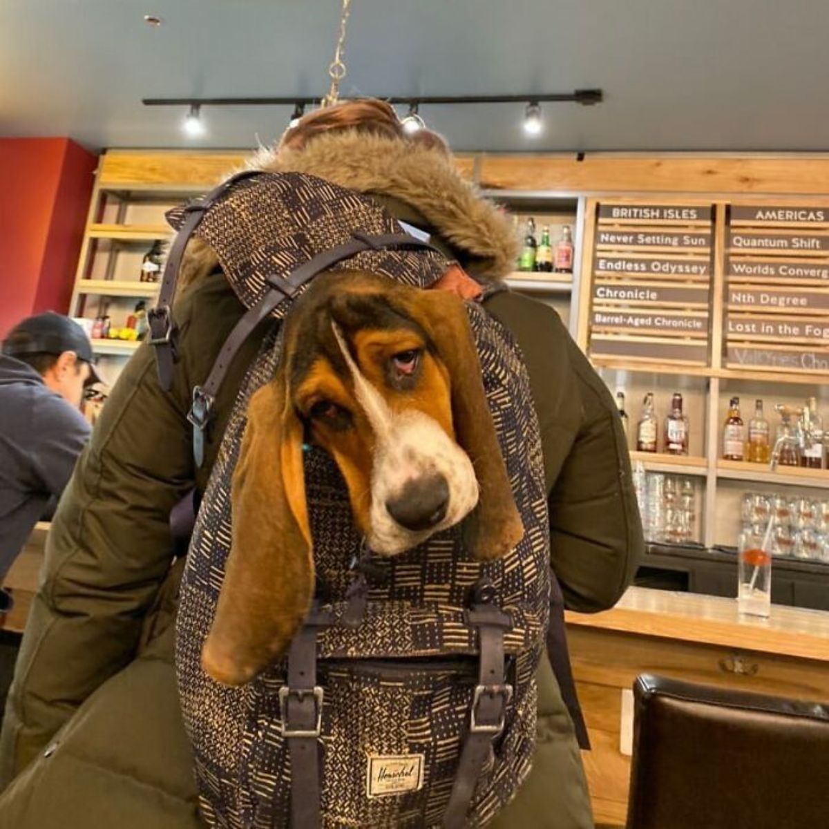 black brown and white dog with long ears in a blue and white patterned backpack with the head sticking out being carried in a shop