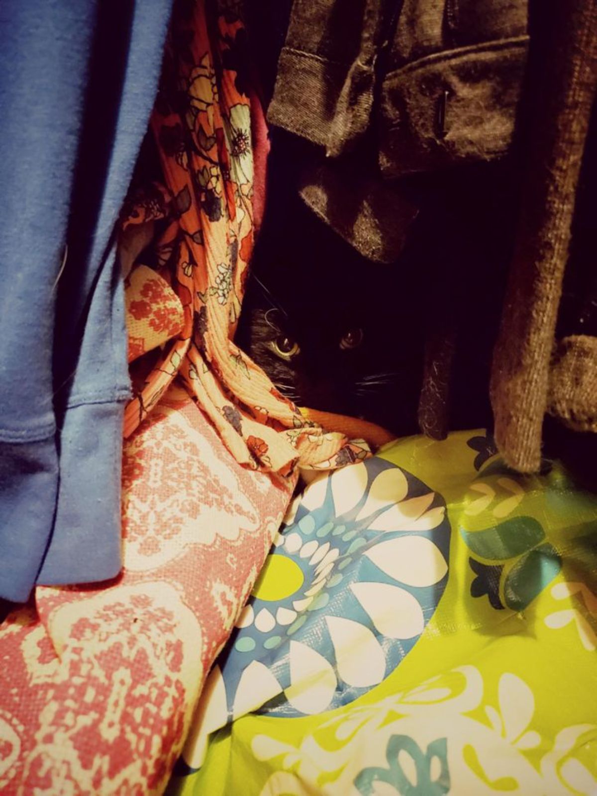 black cat hiding among a bunch of colourful clothes