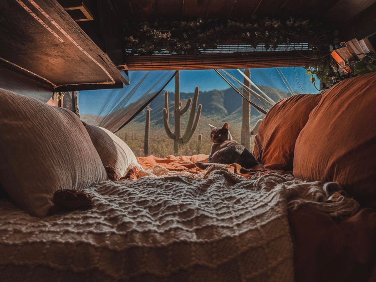 black cat laying down by the window on a bed in a van