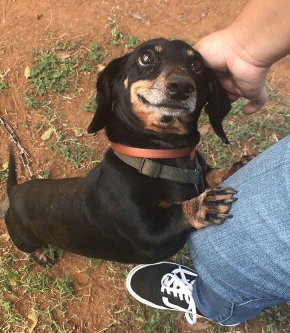 black dachshund putting front paws on someone's jean and getting patted on the head and smiling at the person