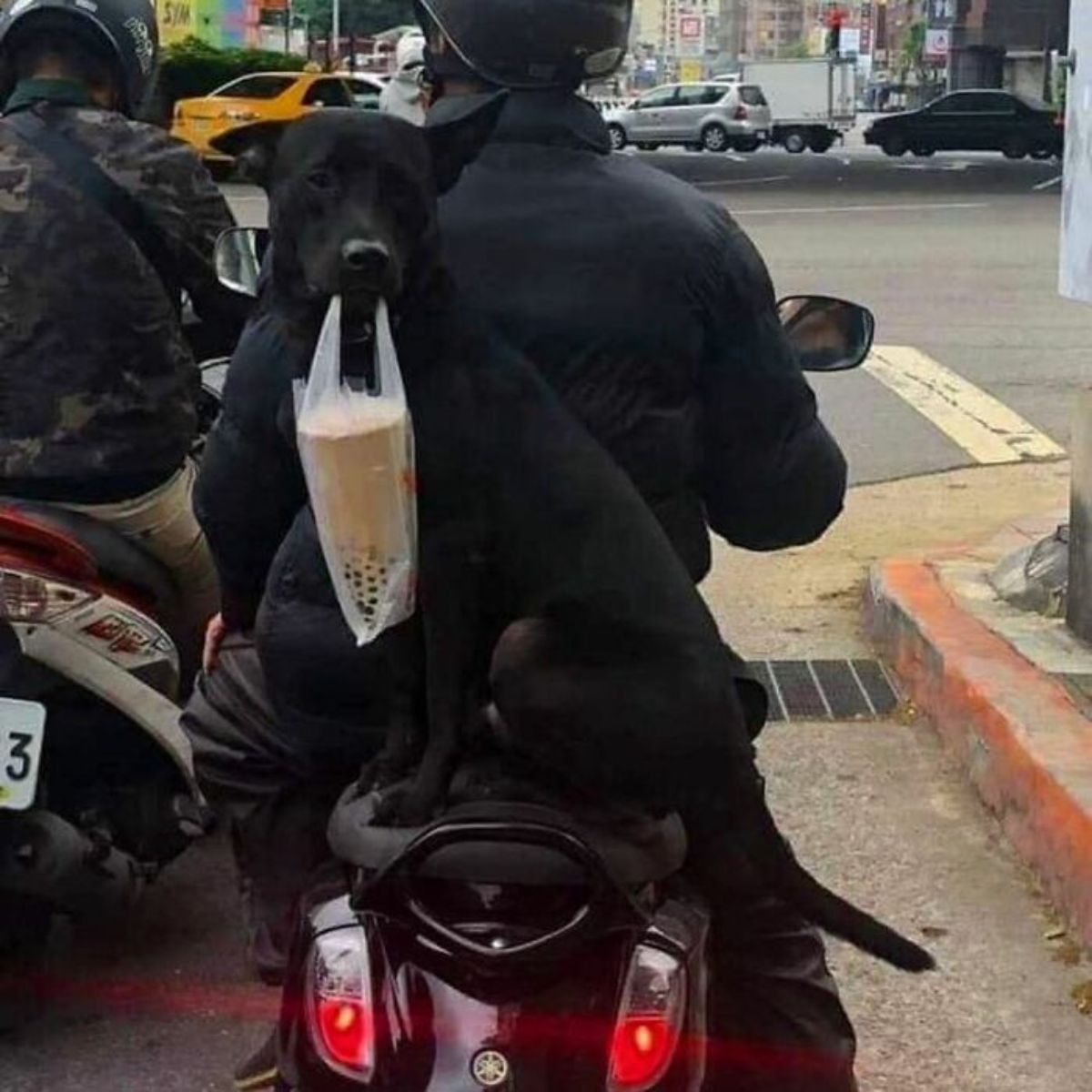 black dog holding a plastic bag with a boba drink cup on the back of a motorbicycle behind a person wearing black