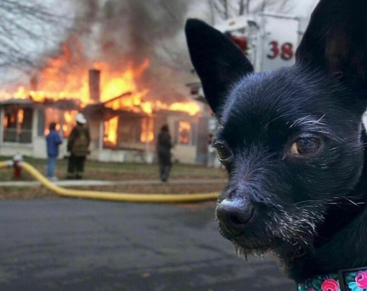 black dog looking smug while a house burns in the background