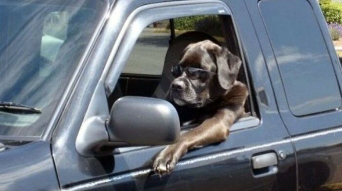 black dog sitting in the driver's seat of a black vehicle wearing black sunglasses