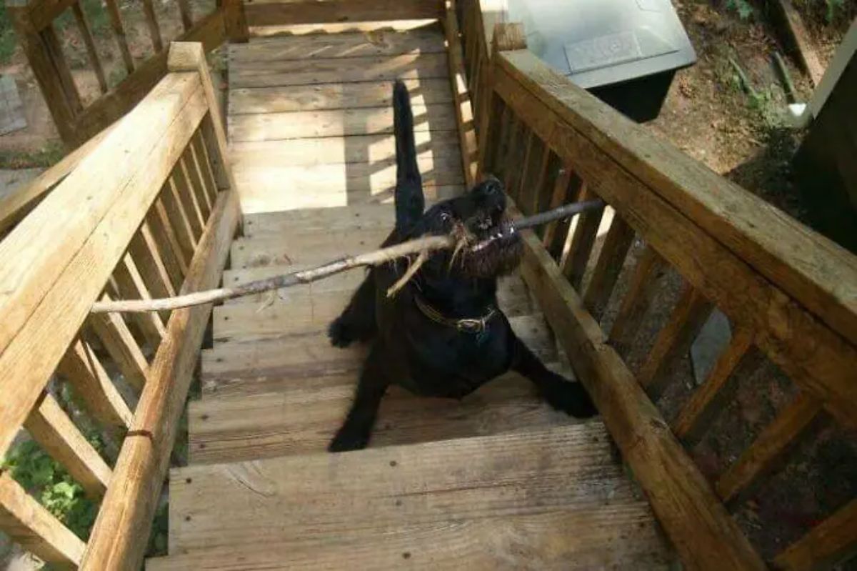 black dog standing on wooden stairs holding a long stick