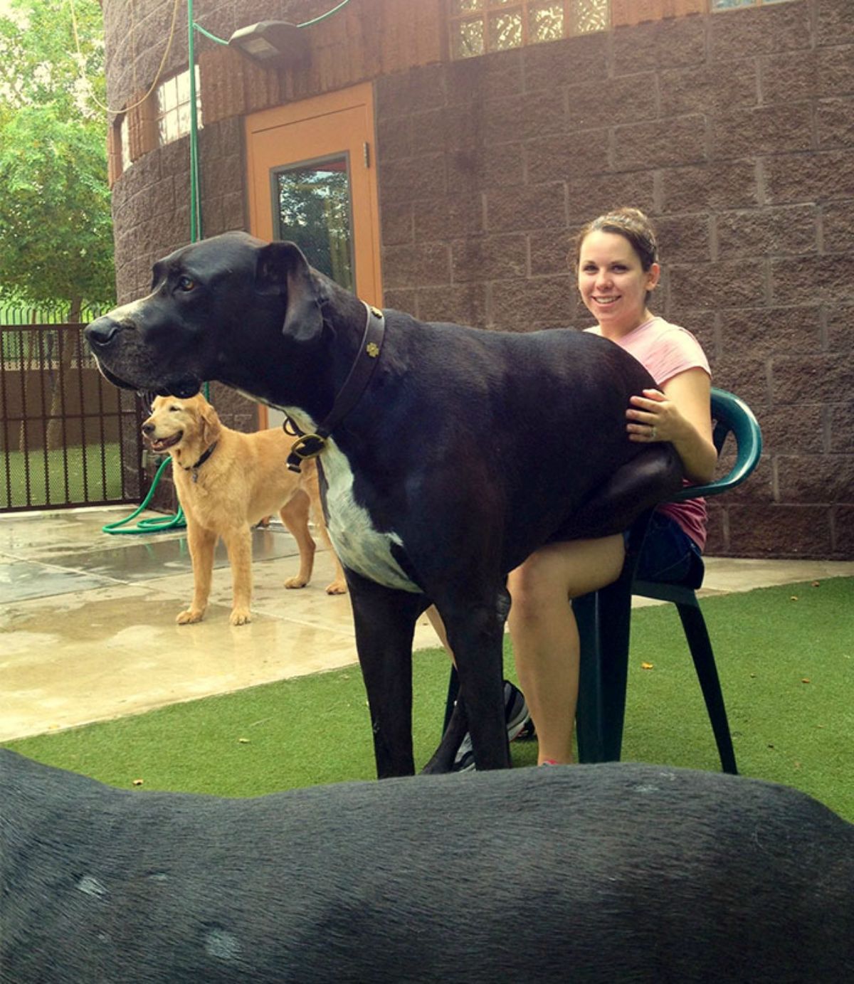 black great dane sitting on a woman's lap and the woman is sitting in a chair and a brown dog is behind them