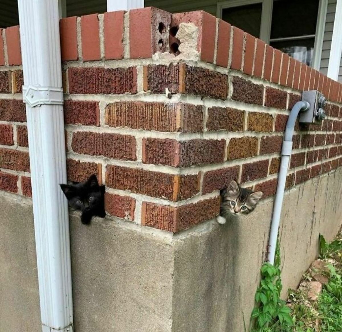 black kitten and grey tabby kitten peeking out of 2 holes in a brick wall