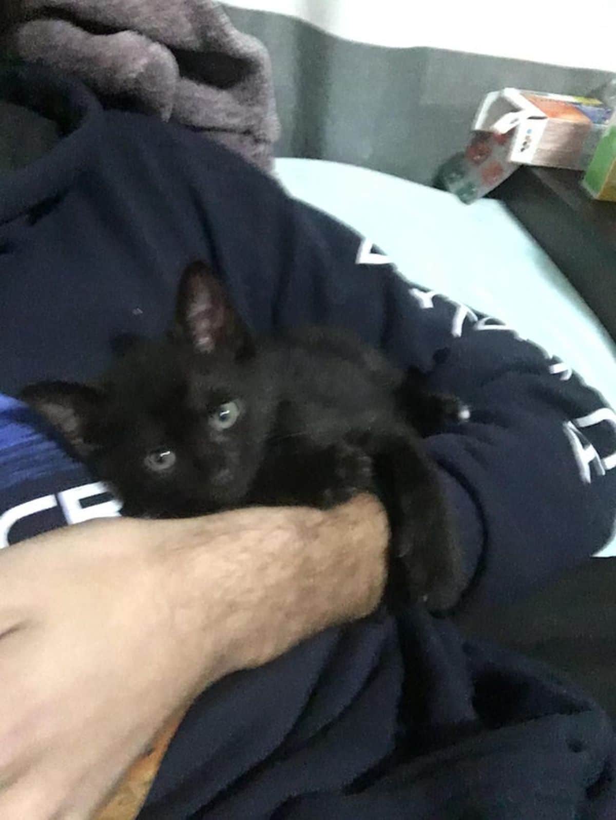 black kitten holding someone's arm while being cuddled