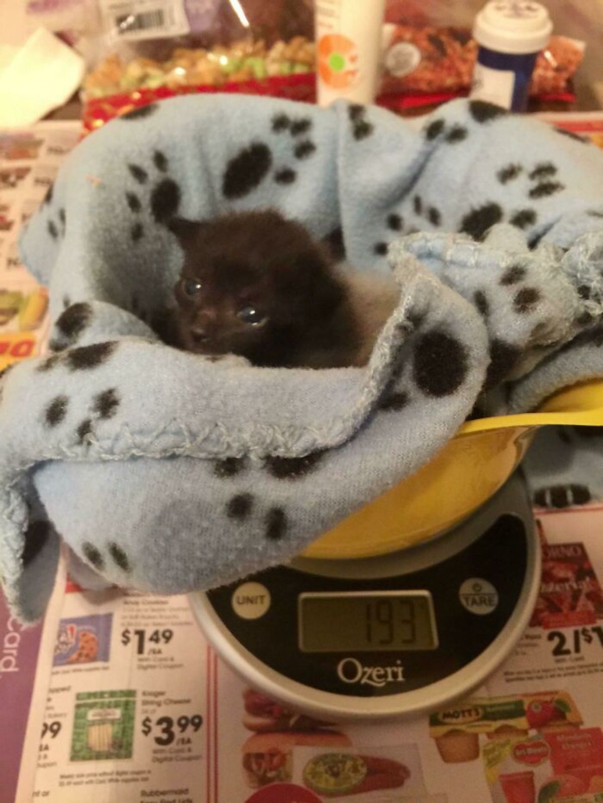 black kitten in a grey and black blanket getting weighed