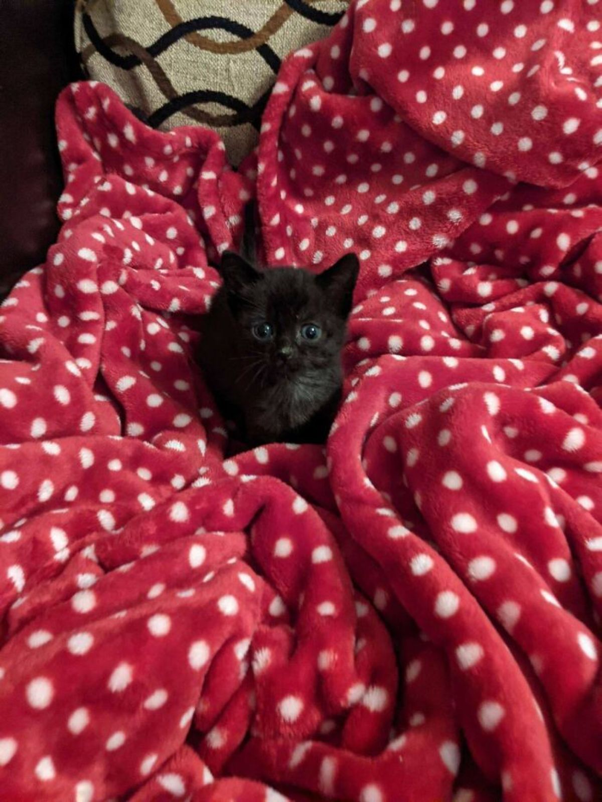 black kitten sitting on a red blanket with white polka dots