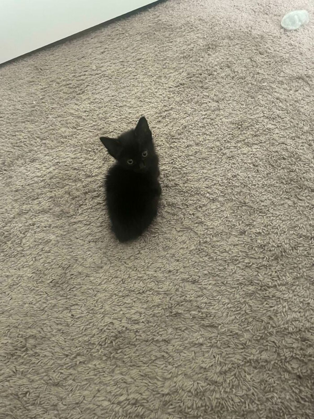 black kitten sitting on grey carpet