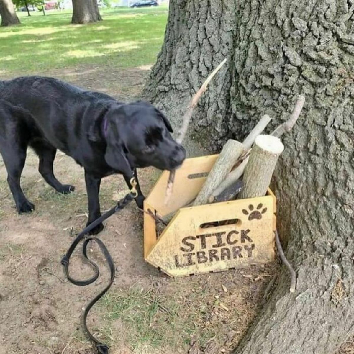 black labrador on a black leash taking a stick out of a wooden box full of sticks that says stick library left by a tree