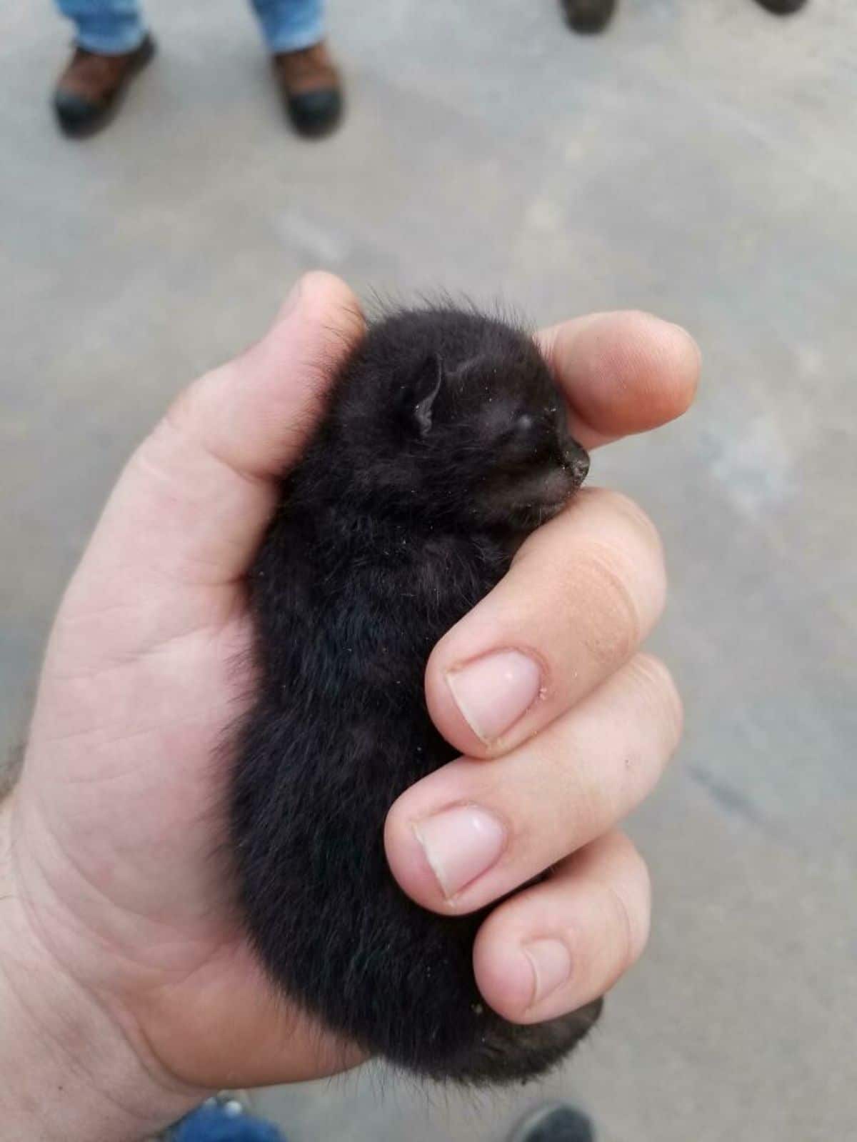 black newborn kitten sleeping in someone's hand