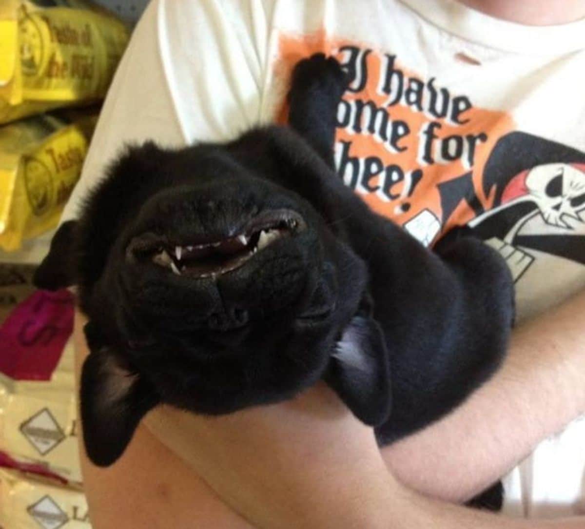 black puppy sleeping while being held by someone and the head has fallen back with teeth showing