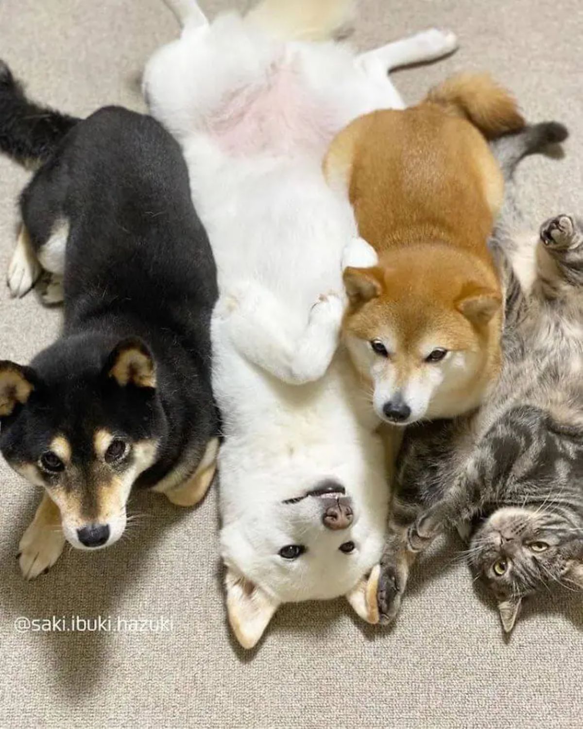 black shiba inu and brown shiba inu laying on the floor and white shiba inu and grey tabby laying down belly up