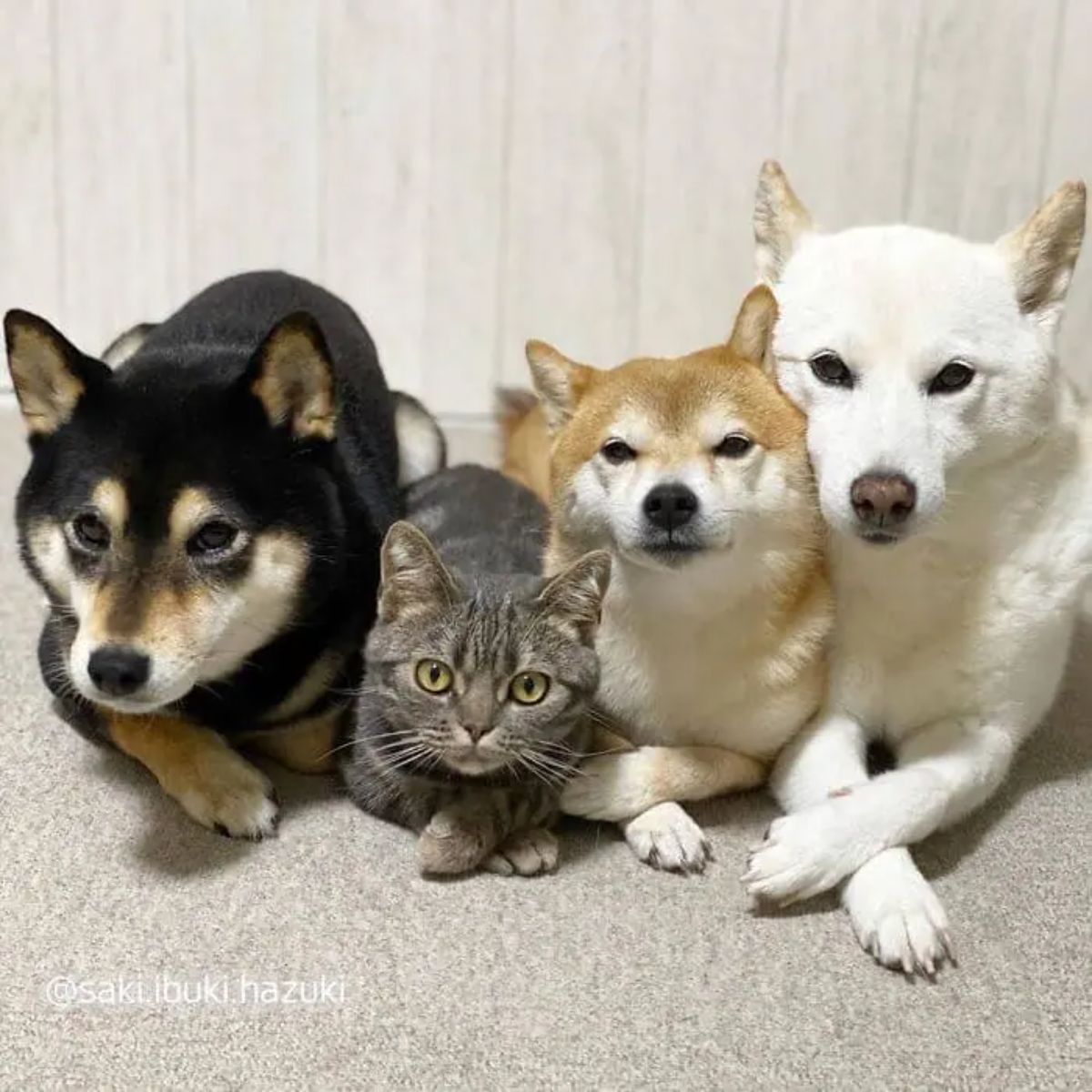 black shiba inu grey tabby brown and white shiba inus laying on the floor in a row