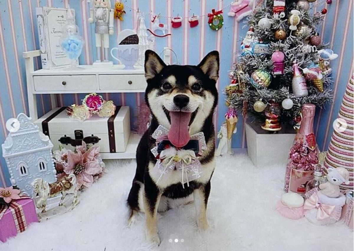 black shiba inu in a christmas-themed decorated room