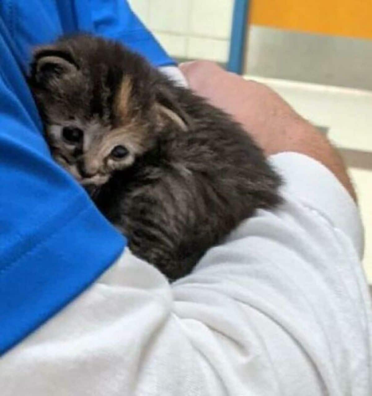 black tabby kitten getting hugged by someone wearing blue and grey
