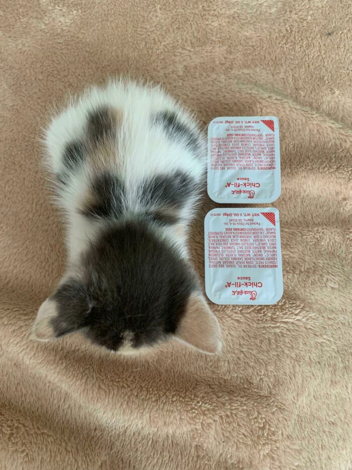 black white and orange kitten laying on a brown blanket next to two packs of chick-fil-a sauce