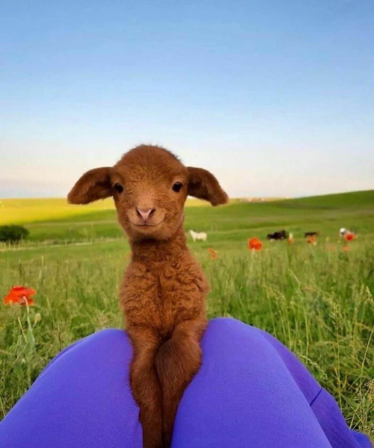 brown lamb with front legs placed on someone's lap