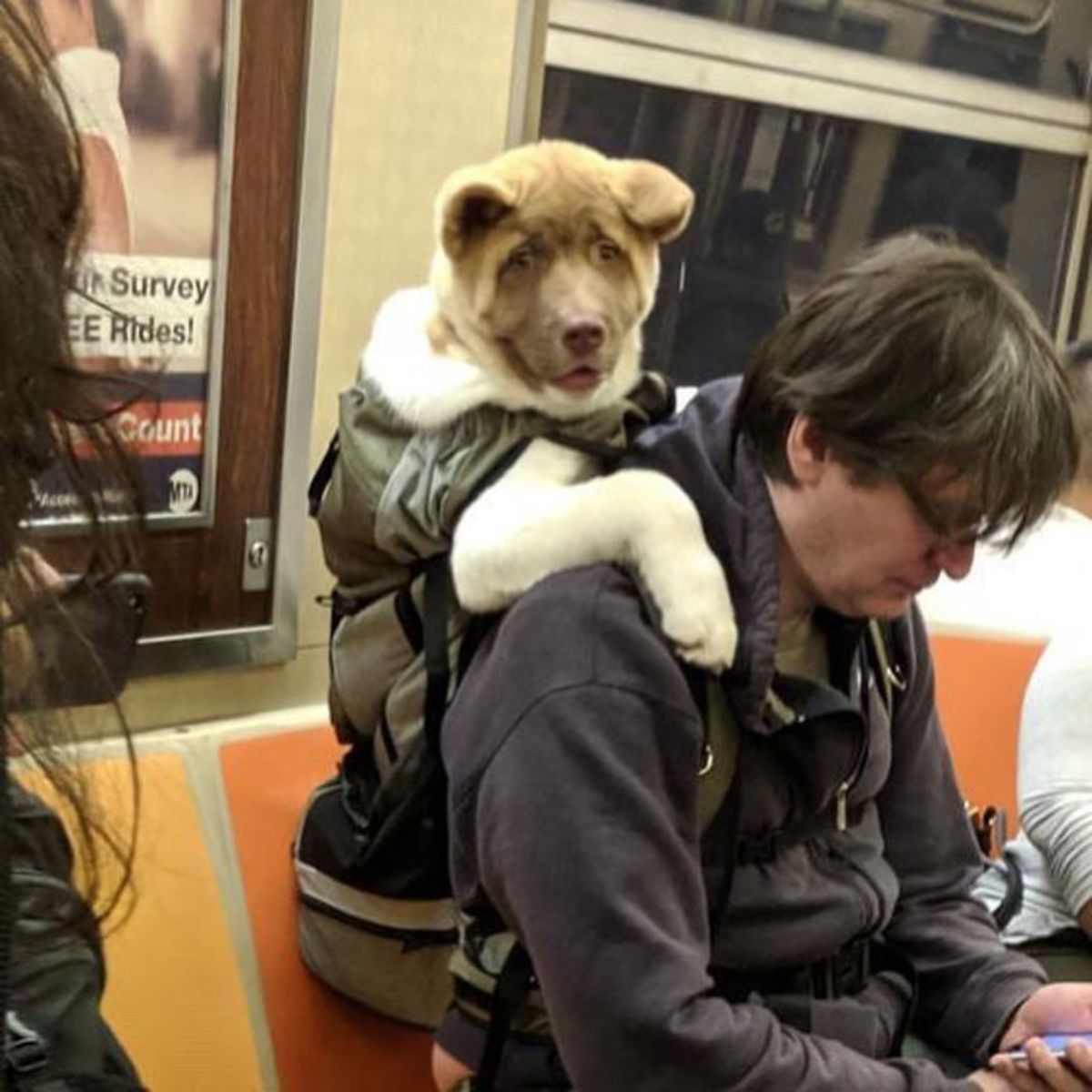 brown and white dog in a backpack being worn by a person on a train