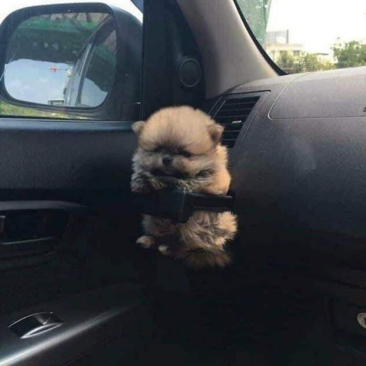 brown and black fluffy puppy kept in a cup holder in a vehicle
