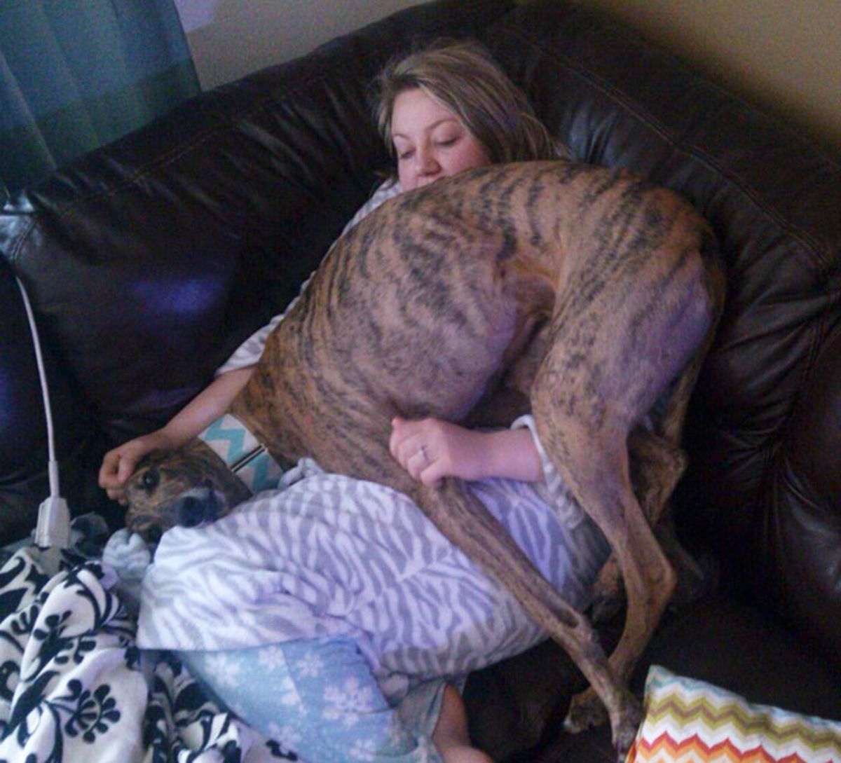 brown and black greyhound lying on a woman laying on a couch